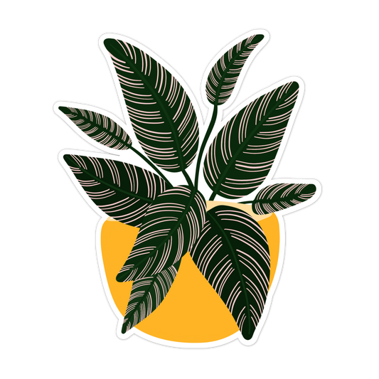 Calathea Pinstripe plant sticker